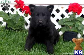 German Shepherd Puppies