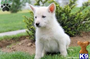 German Shepherd Puppies