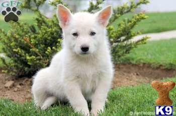 German Shepherd Puppies