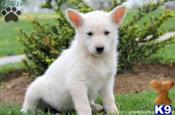 German Shepherd Puppies