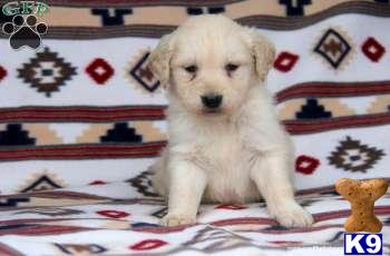 Golden Retriever Puppies