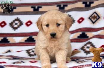 Golden Retriever Puppies
