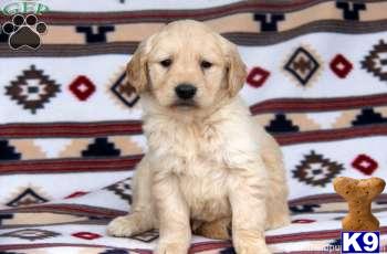 Golden Retriever Puppies