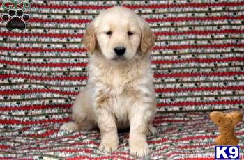 Golden Retriever Puppies