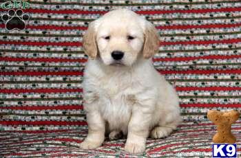 Golden Retriever Puppies