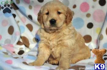 Golden Retriever Puppies