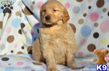 Golden Retriever Puppies