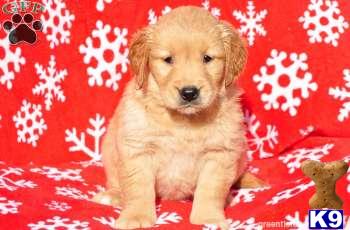 Golden Retriever Puppies