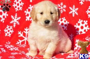 Golden Retriever Puppies