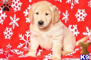 Golden Retriever Puppies