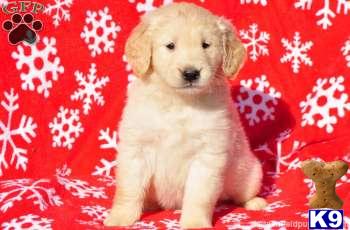 Golden Retriever Puppies