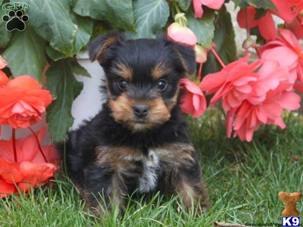 Puppies in Lancaster