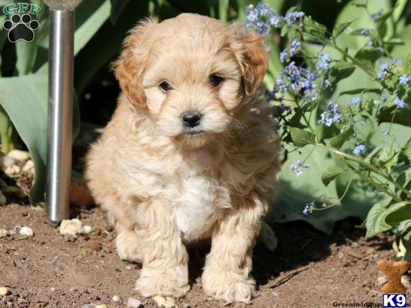 Puppies in Lancaster