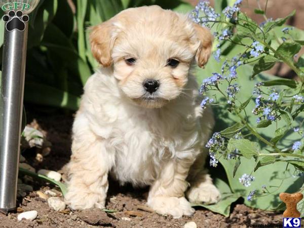 Puppies in Lancaster