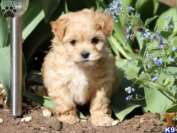 Puppies in Lancaster