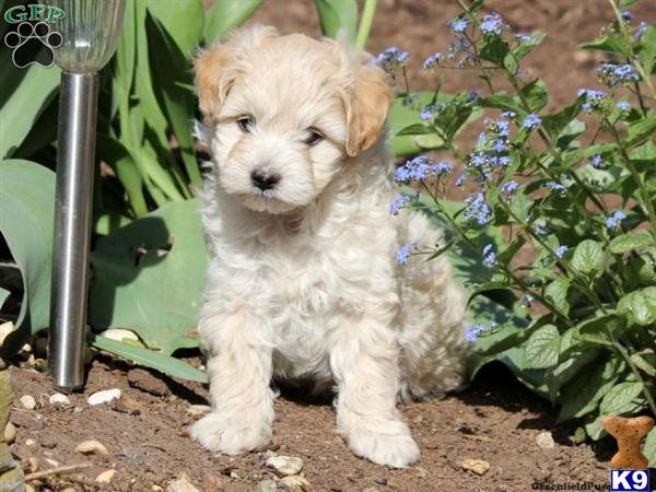 Puppies in Lancaster