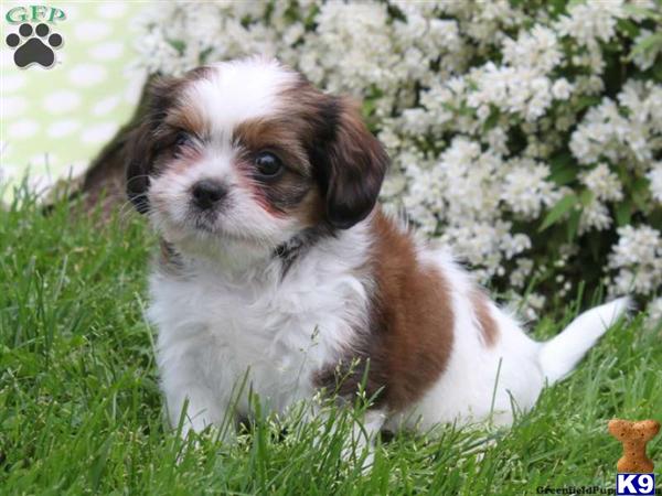 Puppies in Lancaster