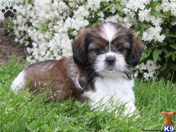Puppies in Lancaster