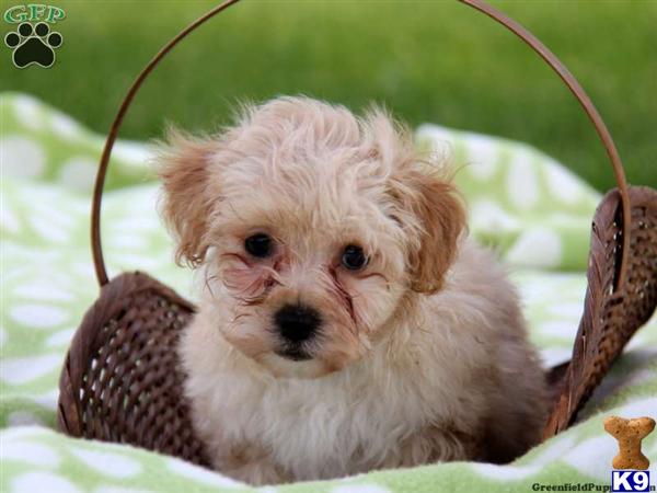 Puppies in Lancaster