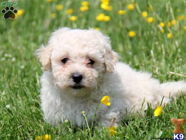Puppies in Lancaster