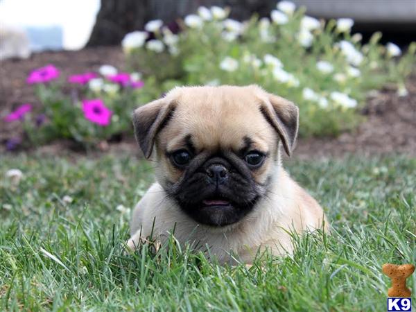 pug mix breeds list mixed breed puppy for sale dixie pug mix 4 years pug mix breeds list mixed breed puppy for sale dixie pug mix 4 years