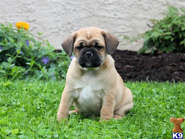 pug mix breeds list mixed breed puppy for sale pug mix 4 years pug mix breeds list mixed breed puppy for sale pug mix 4 years