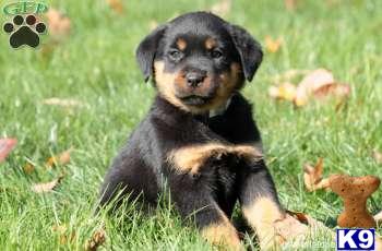 Rottweiler Puppies