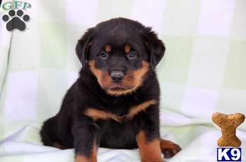 Rottweiler Puppies