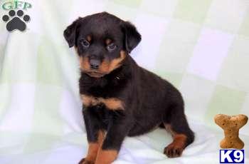 Rottweiler Puppies