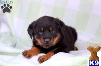Rottweiler Puppies
