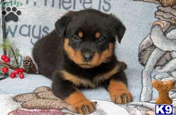 Rottweiler Puppies