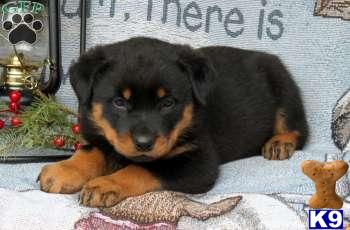 Rottweiler Puppies