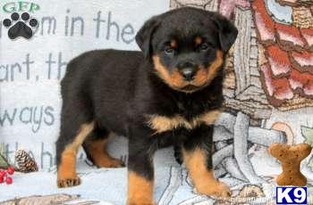 Rottweiler Puppies