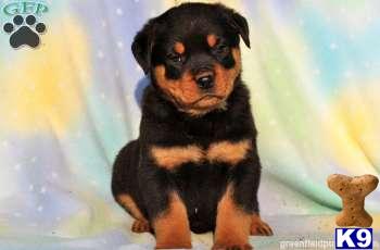 Rottweiler Puppies