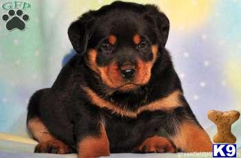 Rottweiler Puppies