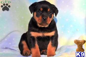 Rottweiler Puppies