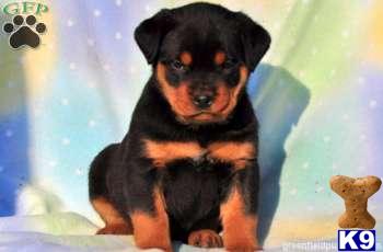 Rottweiler Puppies
