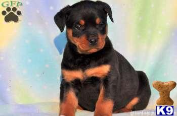 Rottweiler Puppies