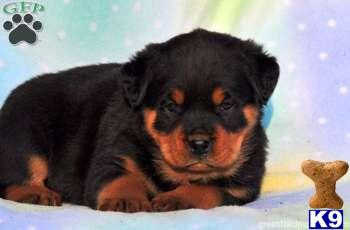 Rottweiler Puppies