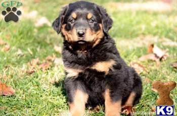 Rottweiler Puppies
