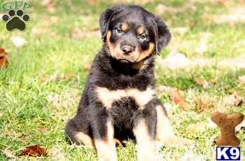 Rottweiler Puppies