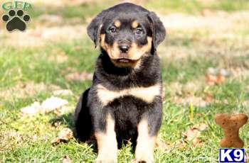 Rottweiler Puppies