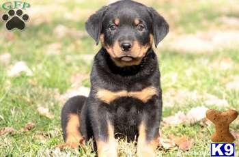 Rottweiler Puppies