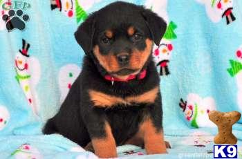 Rottweiler Puppies