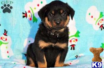 Rottweiler Puppies