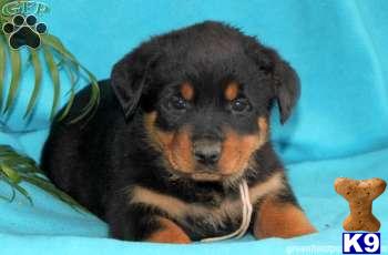 Rottweiler Puppies