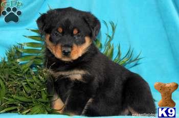 Rottweiler Puppies