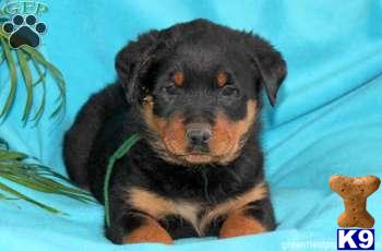 Rottweiler Puppies