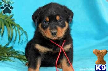 Rottweiler Puppies
