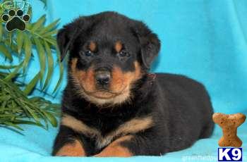 Rottweiler Puppies